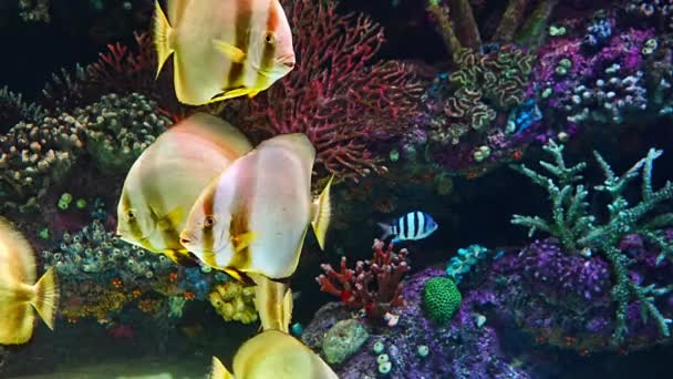 Svart Och Vit Heniochus Fjäril Eller Diphreutes Fisk Antalya Akvarium — Stockvideo