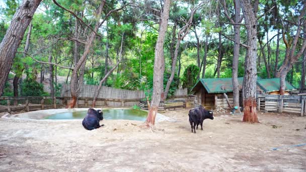 Tiere Kleinen Zoo Antalya Türkei Hochwertiges Filmmaterial — Stockvideo