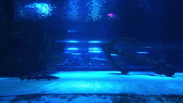 People Enjoy Underwater View Aquarium Longest World Panoramic Tunnel Antalya — Stock Video