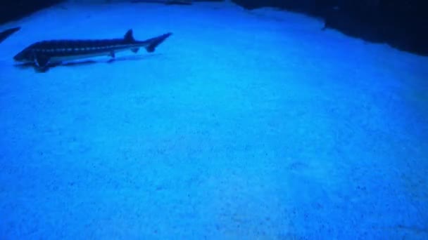 Подводный Вид Акваторию Самым Длинным Мире Панорамным Тоннелем Анталья Турция — стоковое видео