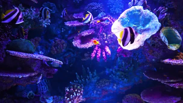 Svart Och Vit Heniochus Fjäril Eller Diphreutes Fisk Antalya Akvarium — Stockvideo