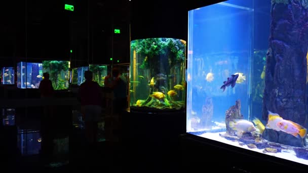 Antalya Turecko Září 2022 Lidé Užívají Podmořského Výhledu Akvárium Nejdelším — Stock video