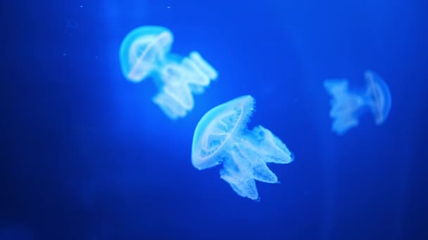 Krásné Medúzy Neonovém Světle Akváriu Přírodní Zázemí Vysoce Kvalitní Záběry — Stock video