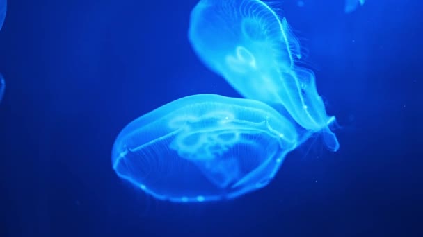 Prachtige Kwallen Het Neonlicht Aquarium Natuur Achtergrond Hoge Kwaliteit Beeldmateriaal — Stockvideo
