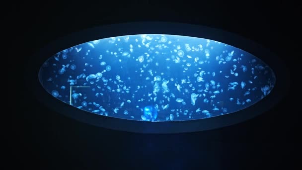 Gyönyörű Medúza Neon Fény Akváriumban Természet Háttere Kiváló Minőségű Felvételek — Stock videók