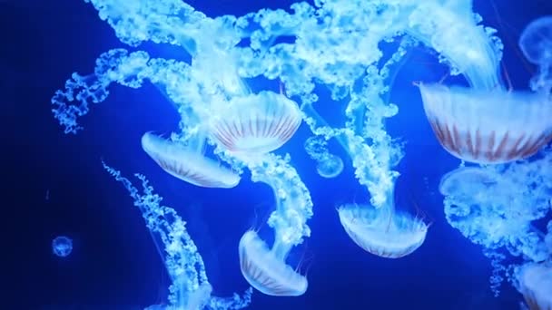 Belle Méduses Dans Lumière Néon Dans Aquarium Fond Nature Images — Video