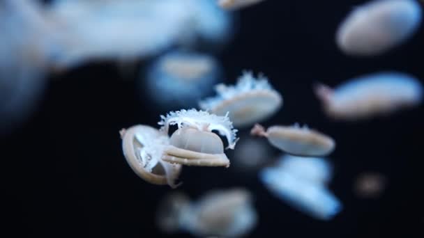 水族馆霓虹灯下美丽的水母 自然背景 高质量的4K镜头 — 图库视频影像