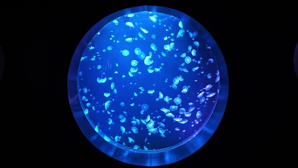 Piękna Meduza Neonowym Świetle Akwarium Tło Natury Wysokiej Jakości Materiał — Wideo stockowe
