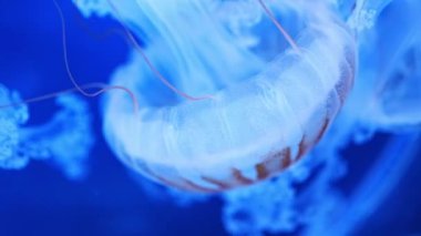 Akvaryumdaki neon ışıkta güzel bir denizanası, doğa arka planı. Yüksek kalite 4k görüntü