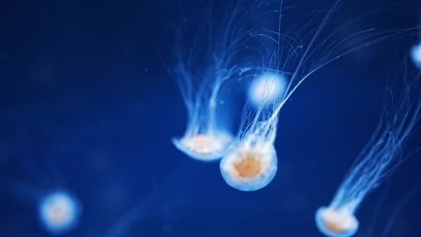 Belle Méduses Dans Lumière Néon Dans Aquarium Fond Nature Images — Video