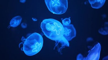 Akvaryumdaki neon ışıkta güzel bir denizanası, doğa arka planı. Yüksek kalite 4k görüntü