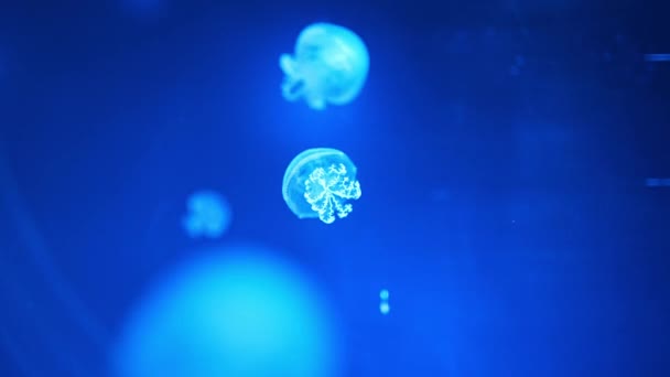 Hermosas Medusas Luz Neón Acuario Fondo Naturaleza Imágenes Alta Calidad — Vídeos de Stock