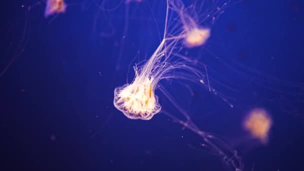 Piękna Meduza Neonowym Świetle Akwarium Tło Natury Wysokiej Jakości Materiał — Wideo stockowe