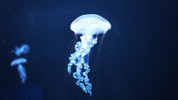 Schöne Quallen Neonlicht Aquarium Hintergrund Der Natur Hochwertiges Filmmaterial — Stockvideo