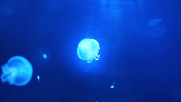 Krásné Medúzy Neonovém Světle Akváriu Přírodní Zázemí Vysoce Kvalitní Záběry — Stock video