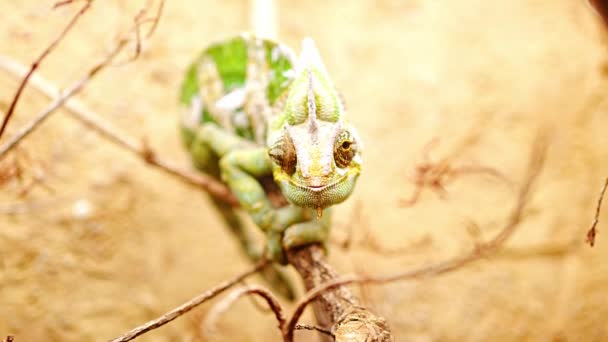 Chameleon Teráriu Jedné Pragur Zoo Evropě Vysoce Kvalitní Záběry — Stock video