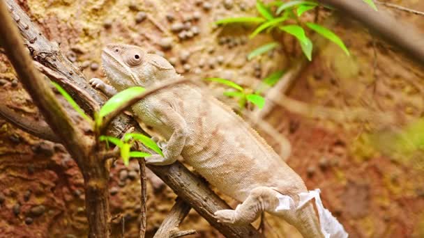 Kameleon Terrarium Een Van Pragur Zoo Europa Hoge Kwaliteit Beeldmateriaal — Stockvideo