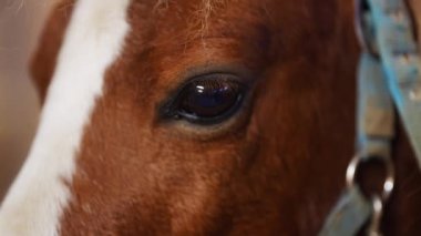 Kahverengi midilli gözü ve kafası yakın, midilli ahırın içinde. Yüksek kalite 4k görüntü