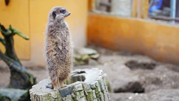 Dicht Zicht Meerkats Een Van Pragur Zoo Europa Hoge Kwaliteit — Stockvideo