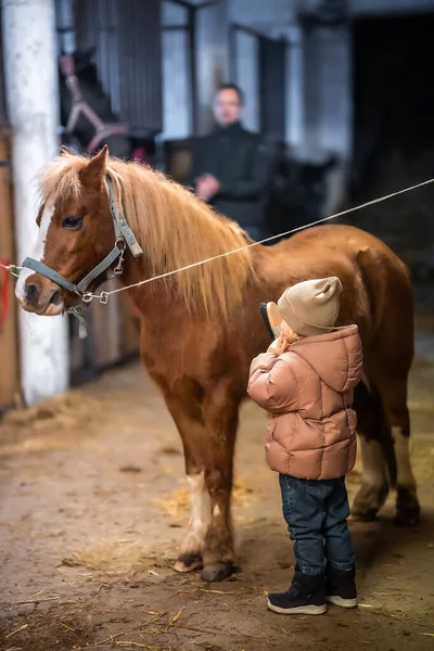 Horse care inside the stable before the ride. Little cute girl and pony. High quality 4k footage