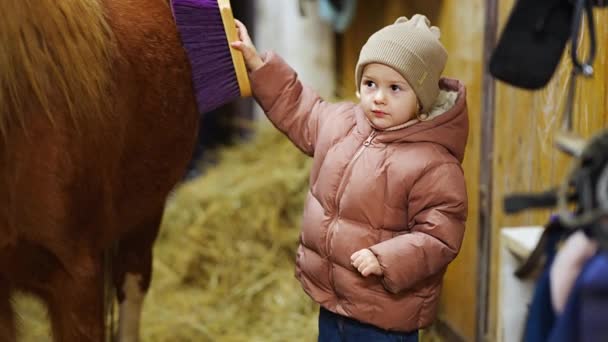 骑马前在马厩里照料马 可爱的小女孩和小马高质量的4K镜头 — 图库视频影像