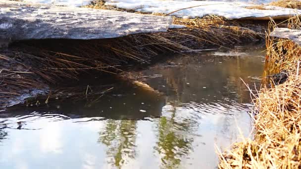 Melting Ice Cold River Early Spring Season Beautiful Nature Scene — Video Stock