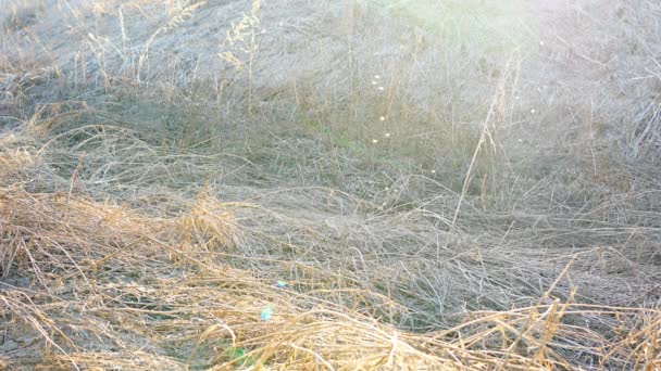 Insect Flies Dry Grass Background Sunset Light First Life Winter — Vídeo de stock