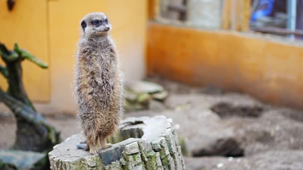 Avrupa Daki Pragur Hayvanat Bahçesi Ndeki Mirketler Yakın Görüntüsü Yüksek — Stok video