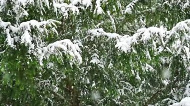 Snow falling on snow tree background in Prague park. High quality FullHD footage