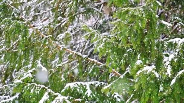Nieve Cayendo Sobre Fondo Árbol Nieve Parque Praga Imágenes Fullhd — Vídeo de stock