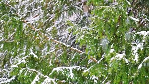 プラハ公園の雪の木の背景に雪が降っています 高品質のフルHd映像 — ストック動画