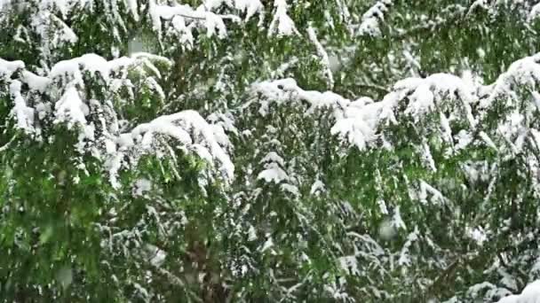 Salju Turun Atas Pohon Salju Taman Praha Rekaman Fullhd Berkualitas — Stok Video