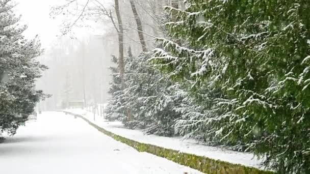Nieve Cayendo Sobre Fondo Árbol Nieve Parque Praga Imágenes Fullhd — Vídeo de stock