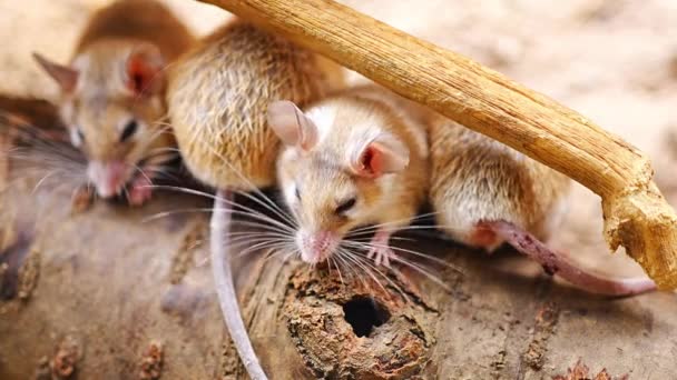 Family Spiny Mouses Species Rodent Genus Acomys Spiny Mice Small — Stok video