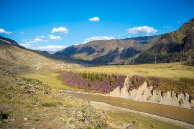Chui nehri ile dağ manzaraları ve Rusya 'nın Altai kentindeki dağlarda Maralnik' in pembe çiçekleri açan baharlar. Yüksek kalite fotoğraf