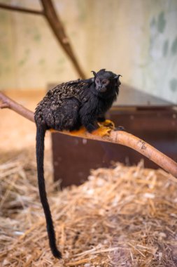Monkeys in Zajezd Zoo located near Prague without people in winter time, Czech republic. High quality photo