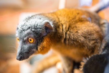 Lemur in Zajezd Zoo located near Prague without people in winter time, Czech republic. High quality photo