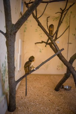 Zajezd, Czech republic - December 26, 2022: Monkeys in Zajezd Zoo located near Prague without people in winter time, Czech republic. High quality photo