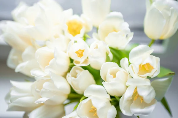 Белые Тюльпаны Белом Размытом Фоне Поздравляю Высокое Качество Фото — стоковое фото