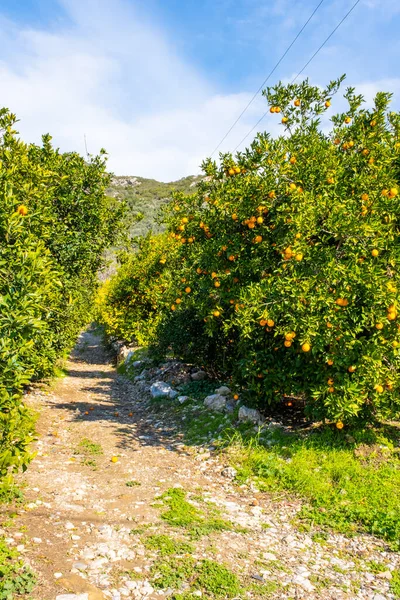 Türkiye 'nin Antalya kentindeki meyvelerle dolu portakal ağacında asılı taze, olgun bir organik portakal. Yüksek kalite fotoğraf