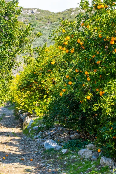 Fresh, ripe organic orange hanging on an orange tree full of with fruits in Antalya, Turkey. High quality photo