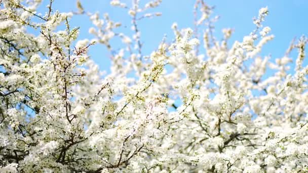 Blühende Apfelbaumzweige Einem Strahlend Sonnigen Tag Frühlingspark Prag Frühen Morgensonnenaufgang — Stockvideo