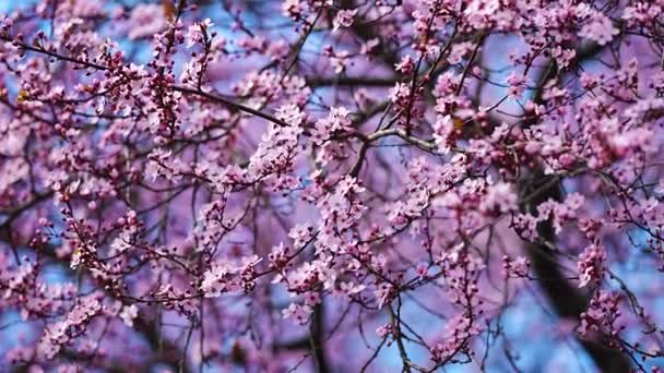 早朝の日の出にプラハの春の公園で明るい晴れた日にアーモンドの木の枝を開花させます 高品質4K映像 — ストック動画