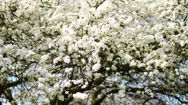 Kwitnące Gałęzie Jabłoni Jasny Słoneczny Dzień Parku Wiosennym Pradze Wczesnym — Wideo stockowe