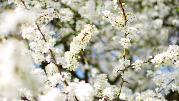Florecientes Ramas Manzano Día Soleado Brillante Parque Primavera Praga Madrugada — Vídeos de Stock