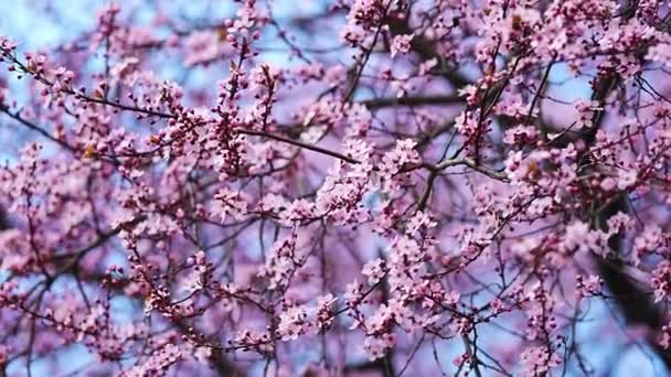 Blühende Mandelbaumzweige Einem Strahlend Sonnigen Tag Frühlingspark Prag Den Frühen — Stockvideo