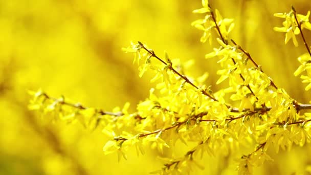 弗尔西亚灌木开黄色的花 欧洲布拉格春天的连翘花 高质量的4K镜头 — 图库视频影像