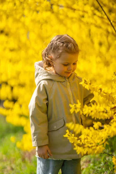 Prag Park, Avrupa 'daki Forsythia çalılarının önünde küçük bir kız portresi. Yüksek kalite fotoğraf