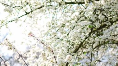 Parlak güneşli bir günde, Prag 'daki bahar parkında sabah erken saatlerde çiçek açan elma ağacı dalları. Yüksek kalite 4k görüntü