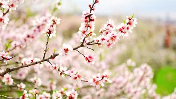 Florecientes Ramas Manzano Día Soleado Brillante Parque Primavera Petrin Praga — Vídeos de Stock
